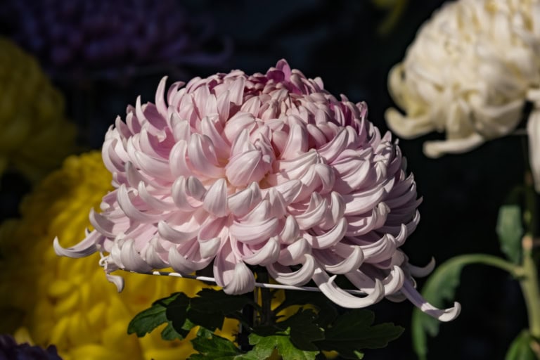 Close-up of a pale pink incurved chrysanthemum with tightly curled petals against a blurred floral background.