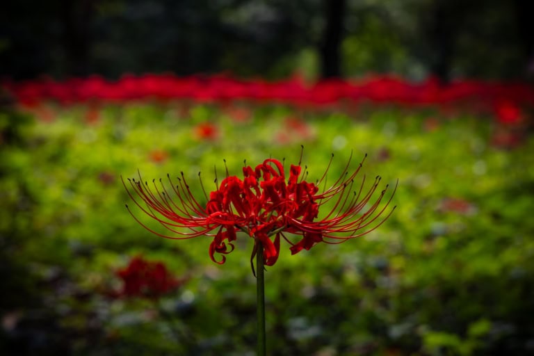 A single red spider lily in sharp focus, showcasing its unique spindly petals against a soft, blurred background.