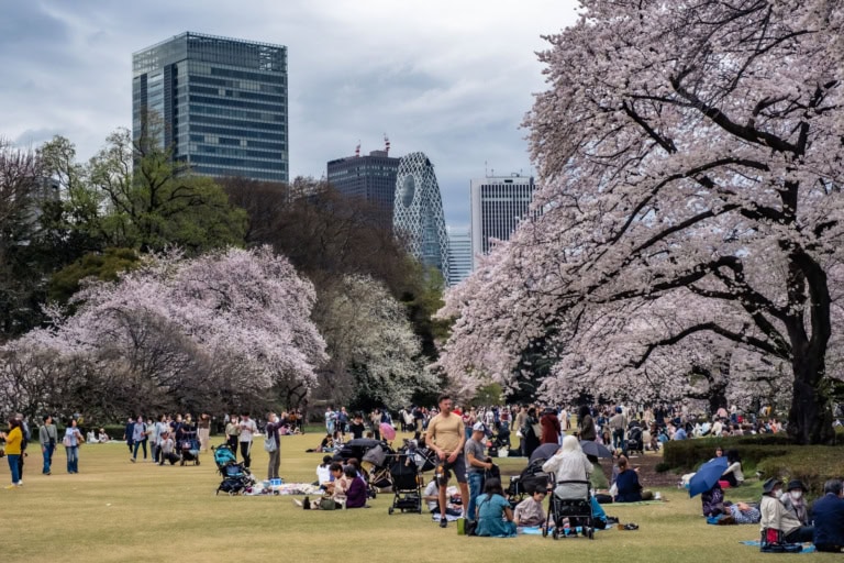People picnic under Shinjuku Gyoen cherry blossoms 2023, framed by the Cocoon Tower and Shinjuku skyline.