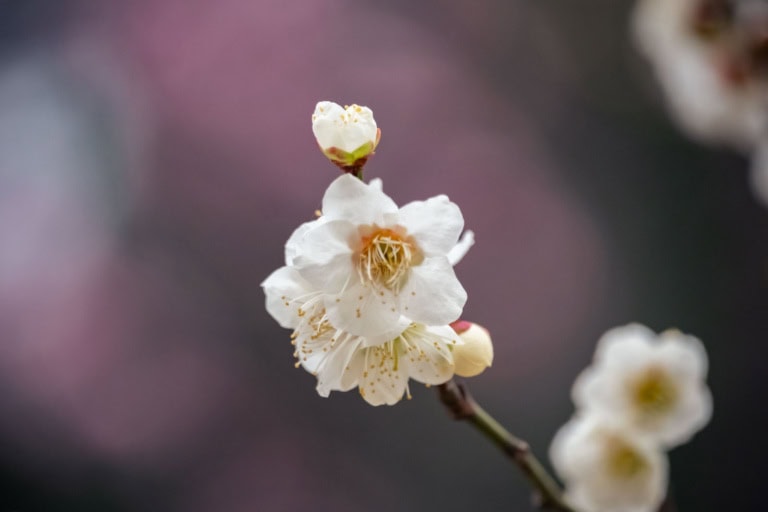 Delicate white plum blossoms and buds at Koishikawa Korakuen, set against a soft, purple-toned bokeh.