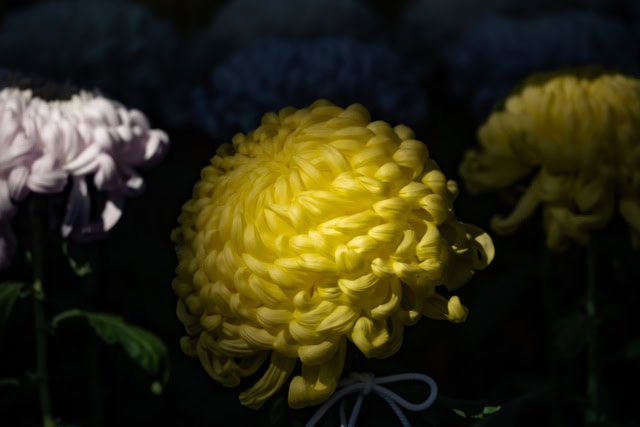 A large yellow chrysanthemum spotlighted against a dark background at the Shinjuku Gyoen Chrysanthemum Exhibition.