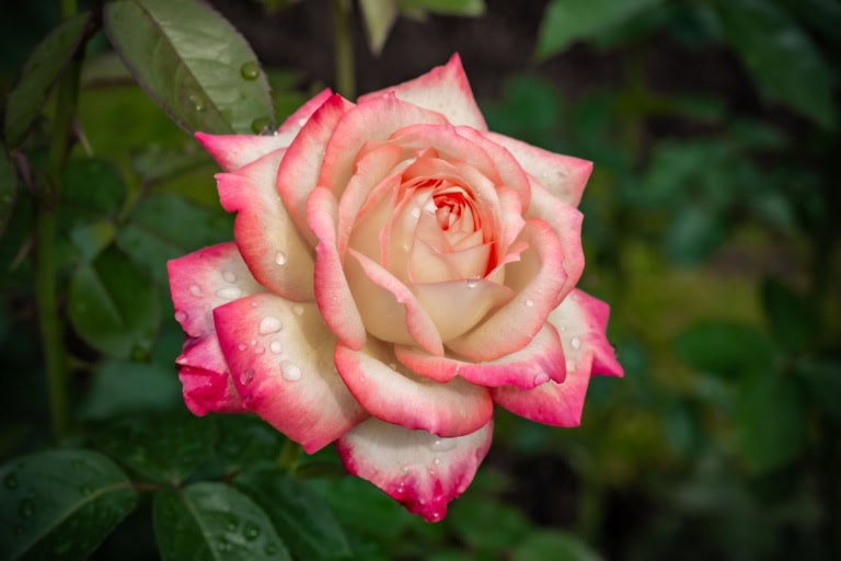 Dewdrops on a pink-tipped cream rose at Kyu-Furukawa Gardens Autumn Rose Festival 2021.