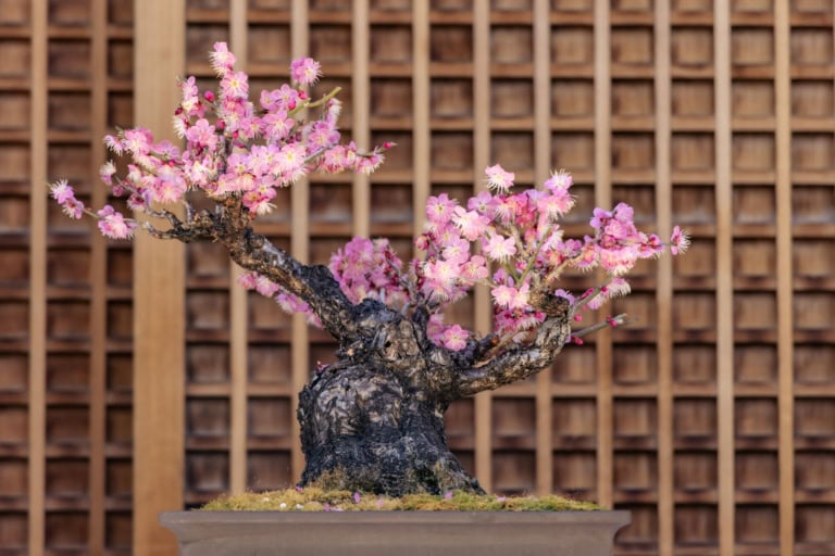 Pink plum bonsai with gnarled bark at the Yushima Tenjin Plum Blossom Festival 2026 against a wooden lattice.