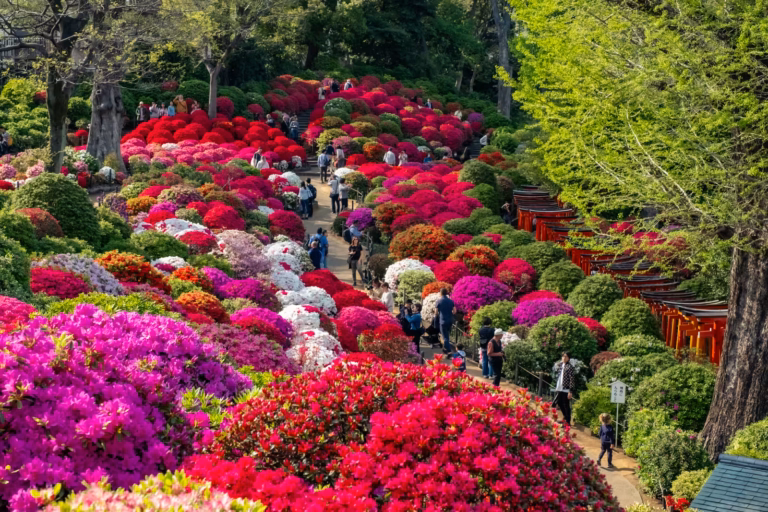 Bunkyo Azalea Festival 2019: Crowds walk among rounded red, pink, and purple bushes beside red torii gates.