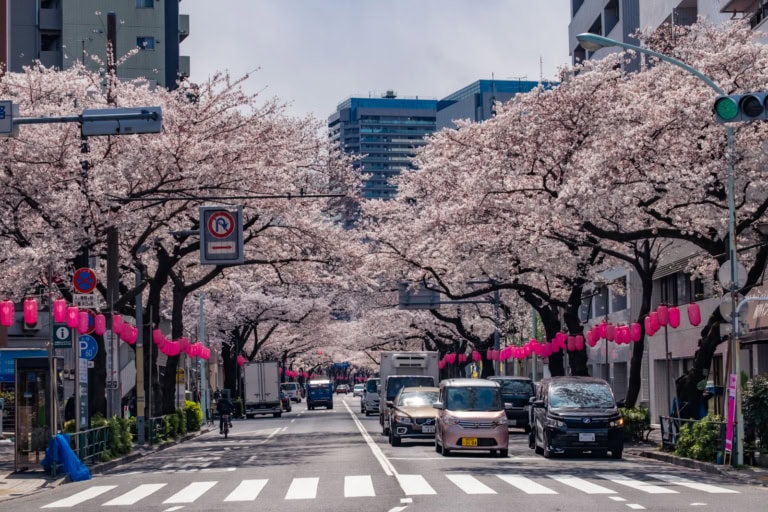 Pink lanterns and cherry blossoms line Nakano-Dori as traffic flows under a clear blue sky.