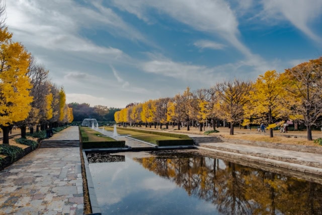 Yellow ginkgo trees line a reflecting pool and fountains at Showa Memorial Park under a wispy autumn sky.