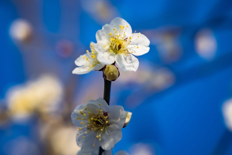 White plum blossoms with yellow stamens contrast against a deep blue sky at Hanegi Park.