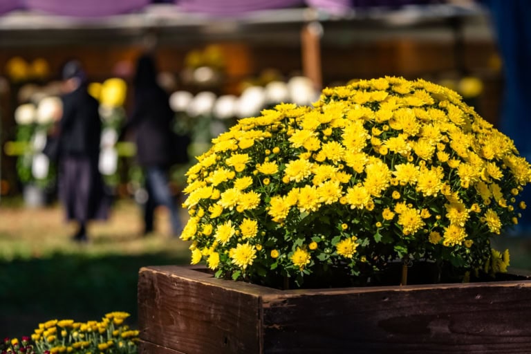 A bright yellow chrysanthemum bush in a wooden planter at Hibiya Park Chrysanthemum Exhibition 2019.