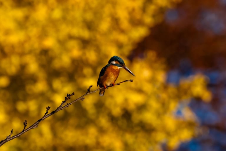 Warm autumn light illuminates a Common Kingfisher against golden leaves. Perfect for birdwatching in Tokyo.