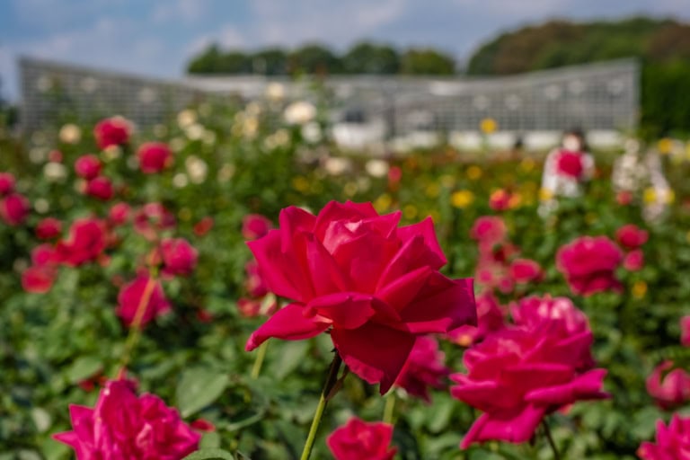 Focused deep pink rose with a blurred garden and greenhouse background, a fine example of rose photography.