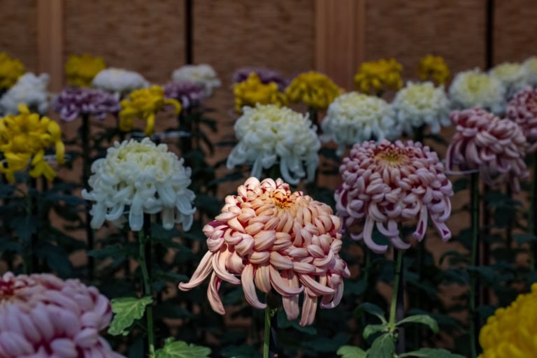 Sunlit salmon chrysanthemum among white and yellow blooms at Shinjuku Gyoen Chrysanthemum Festival 2020.