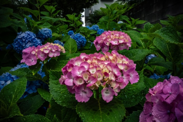 Pink and blue hydrangea blossoms with raindrops on green leaves at a hydrangea festival.