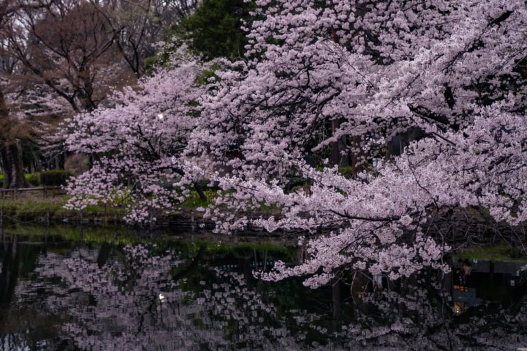 Pink cherry blossoms hang over a dark pond, their delicate branches perfectly mirrored in the calm, quiet water.