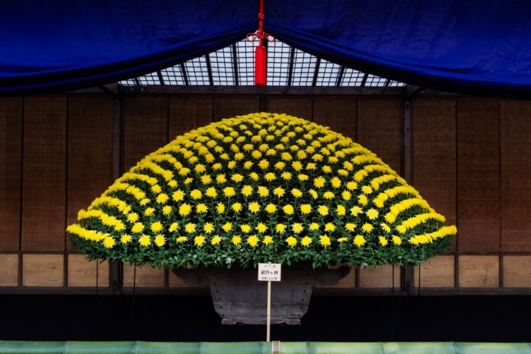 A massive ozukuri dome of yellow chrysanthemums in an uwaya at Shinjuku National Garden Chrysanthemum Exhibition.
