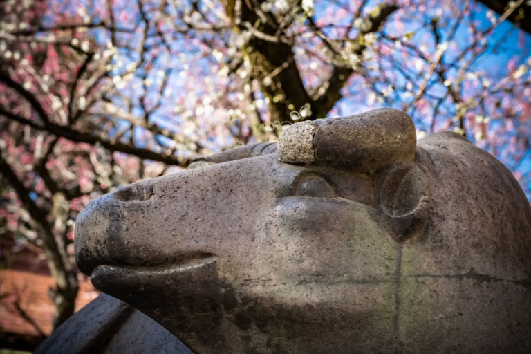 Profile of a weathered stone ox statue with pink plum blossoms in the background at Ushi-Tenjin Kitano Shrine.