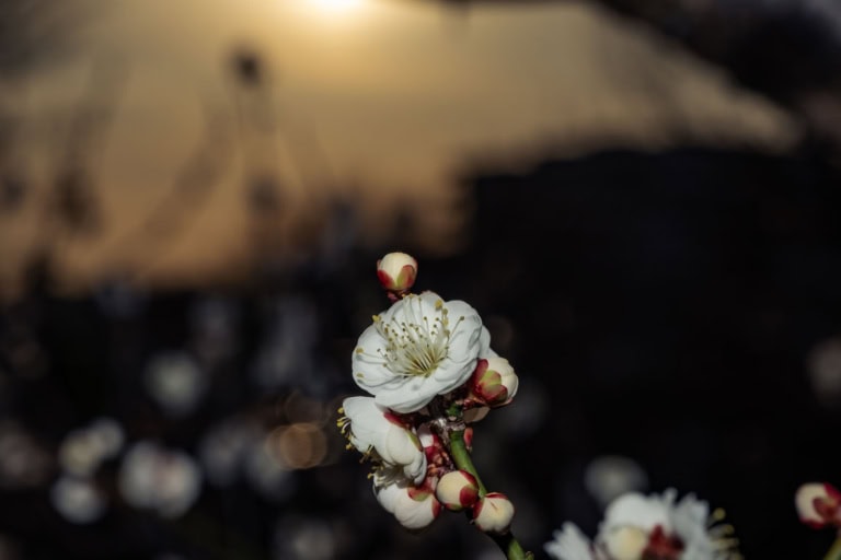 White plum blossoms in Hanegi Park, captured with soft bokeh and a warm glow against a dark background.