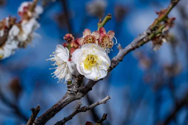 White plum blossoms with yellow centers on a dark branch, a cloudy day flower against a blue background.