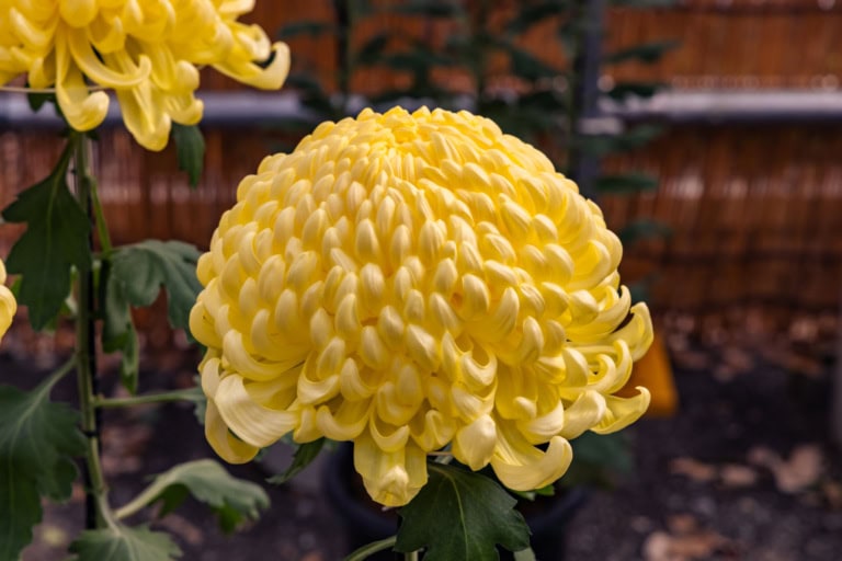 Large yellow globular chrysanthemum on display at the Hibiya Park Chrysanthemum Festival 2025.