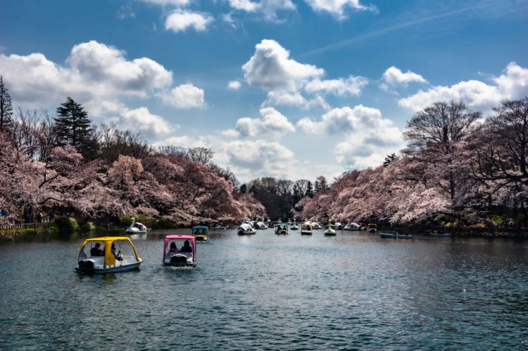 Swan boats on a pond framed by blooming inokashira park cherry blossoms under a blue sky with fluffy white clouds.
