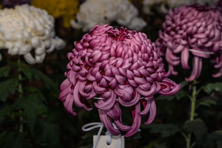 Close-up of a purple incurved chrysanthemum with thick, curled petals for chrysanthemum photography.