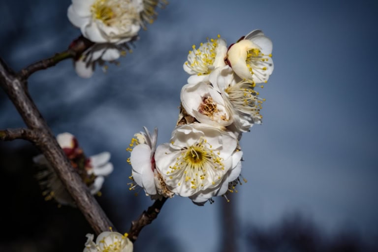 White plum blossoms with yellow centers bloom on a dark branch at Hanegi Park under a deep blue sky.