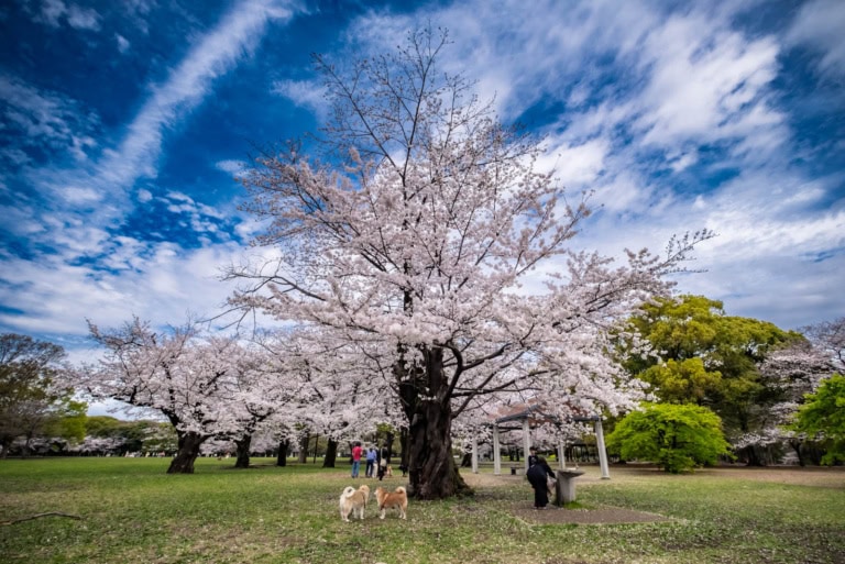 A large white cherry blossom tree stands in Yoyogi Park with two dogs, people, and a blue sky with streaky white clouds.