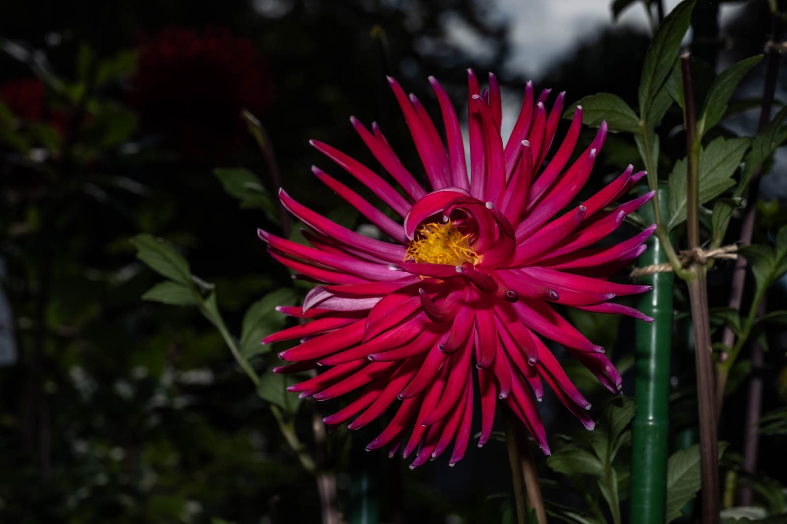 HSS photography featuring a dark pink dahlia Fuyu-no-Seiza flower with a yellow center against a dark background.