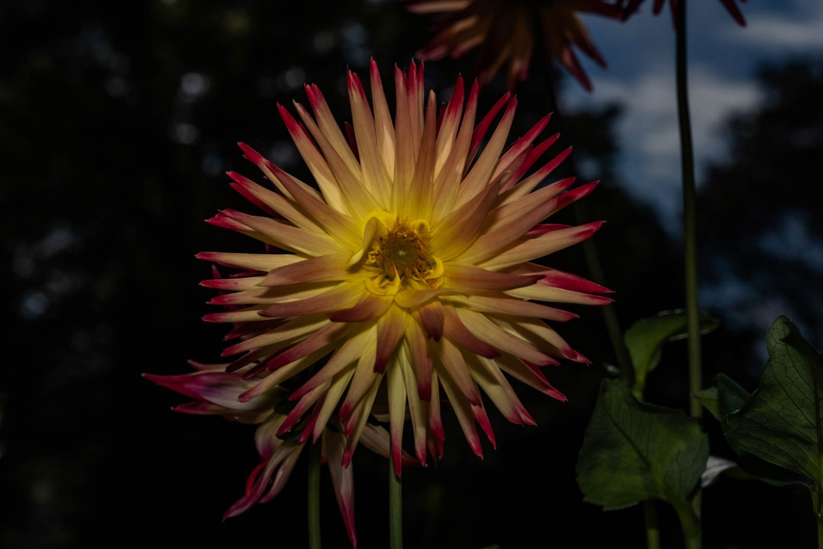 HSS photography featuring a dahlia Helena Ruzickova flower with yellow and red-tipped petals against a dark background.