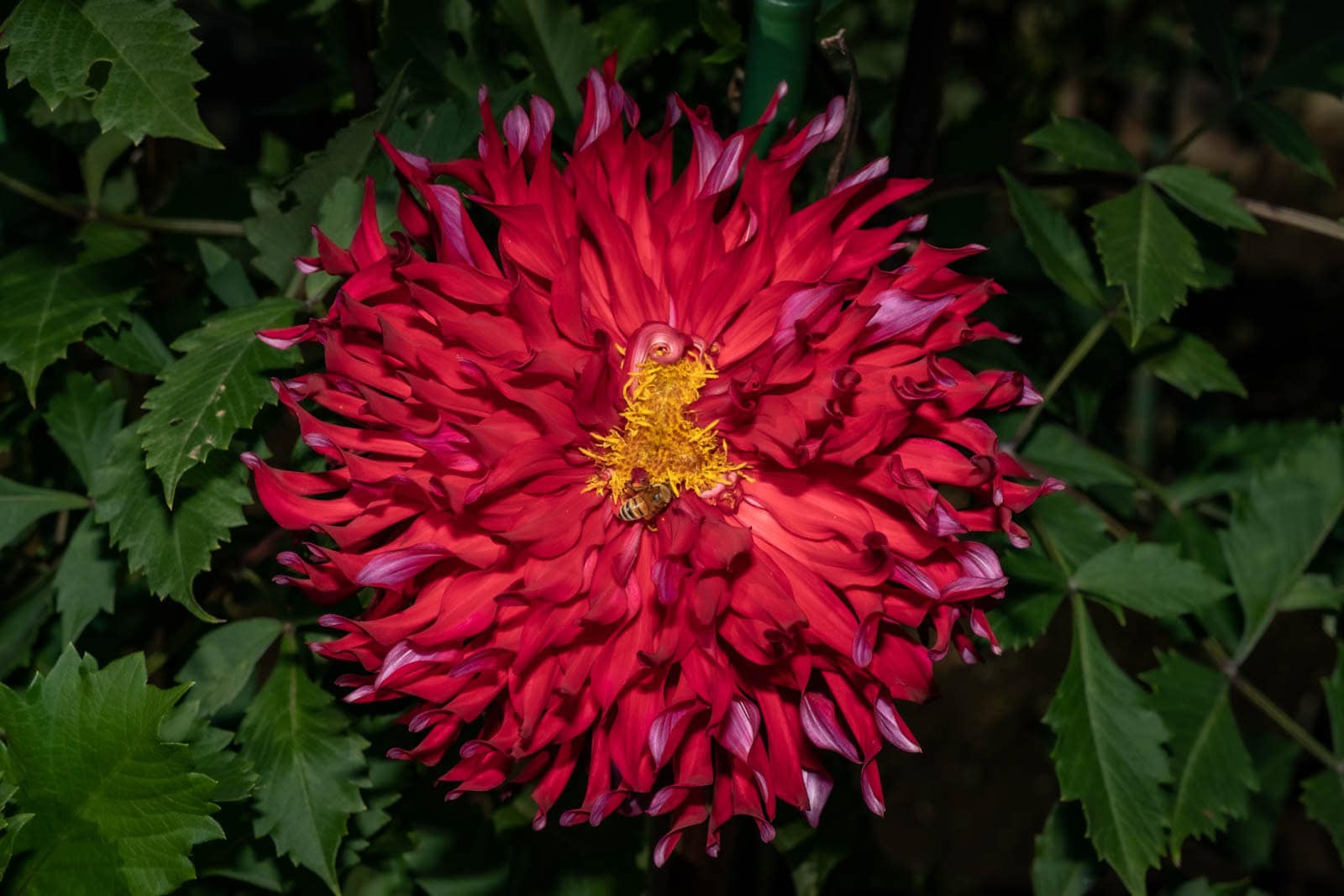 HSS photography featuring a Selina dahlia flower with red petals and a bee on its yellow center amidst green leaves.