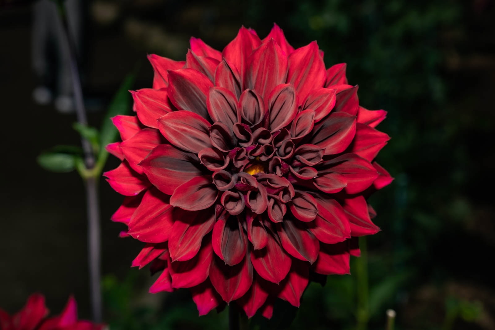 HSS photography featuring a duo dahlia flower with red petals against a dark background.