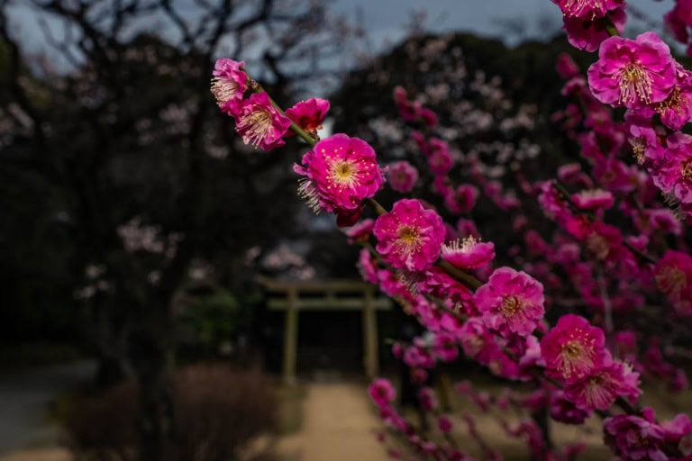 A close-up of dark pink plum blossoms, focused on a branch with a blurred torii gate and park in the background.
