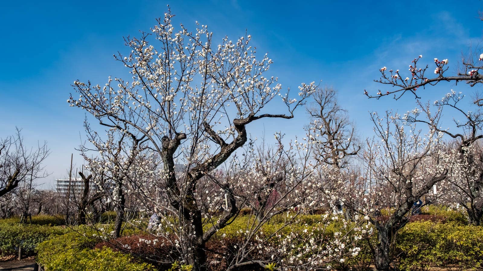 White plum blossoms bloom on gnarled trees under a clear blue sky at Hanegi Park.