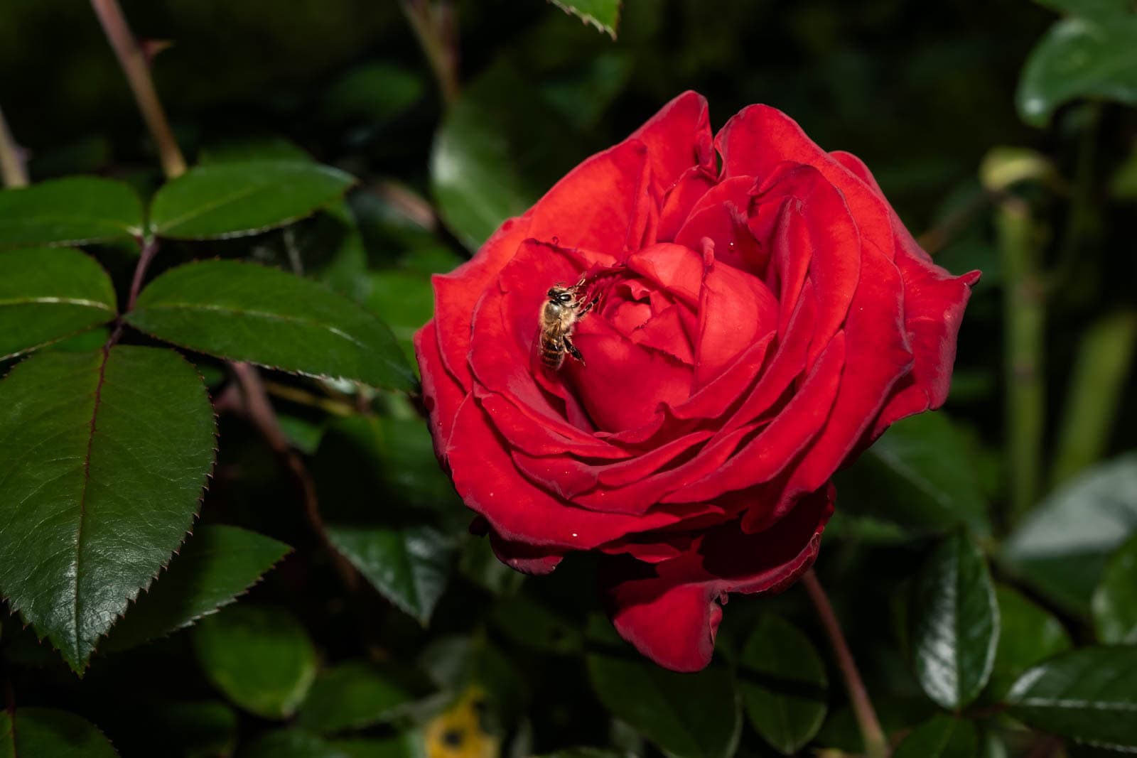 Ingrid Bergman rose featuring a honeybee pollinating its petals, surrounded by dark green leaves in a garden.
