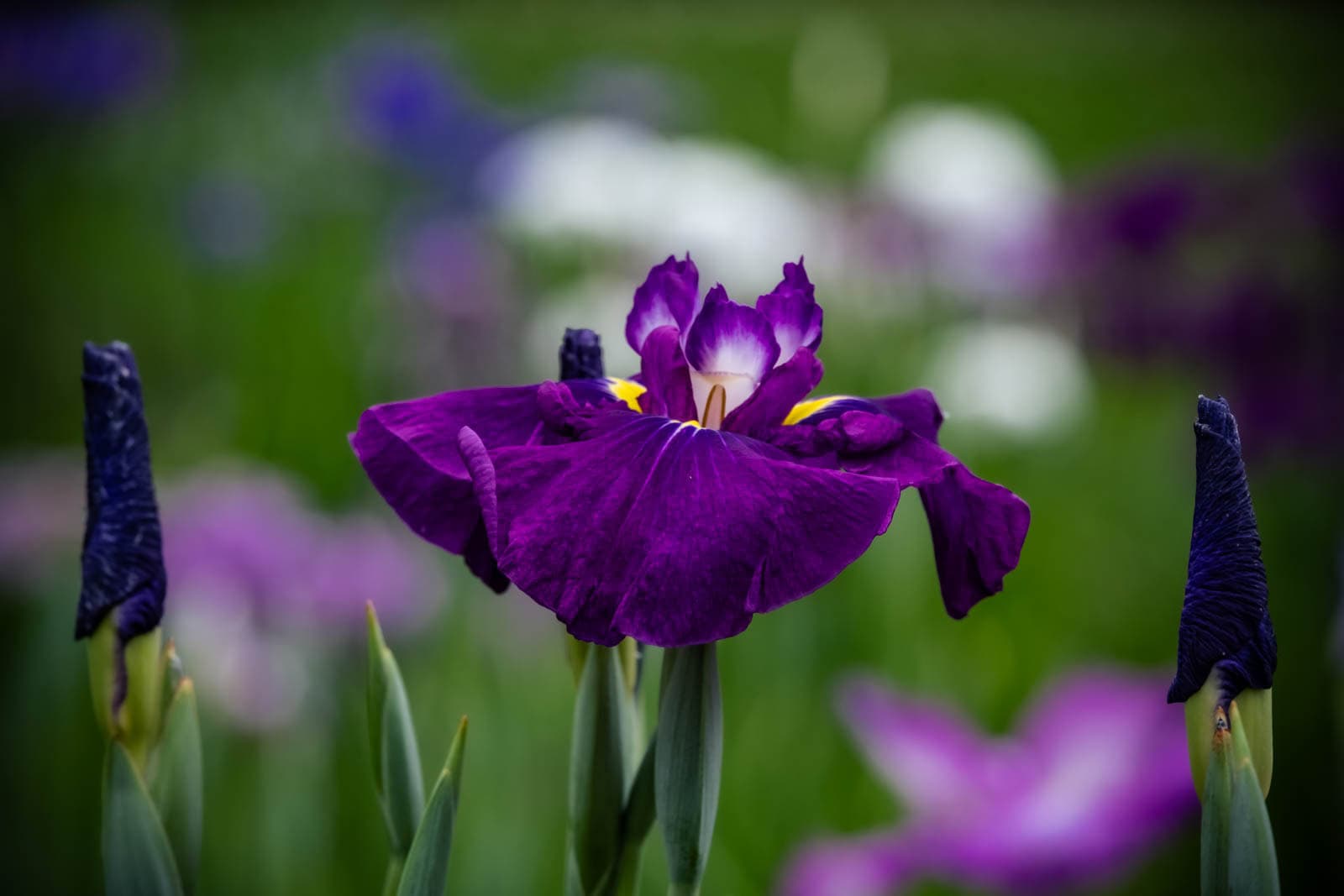 Purple Japanese iris in bloom with unopened buds and blurred purple and white irises in the background.