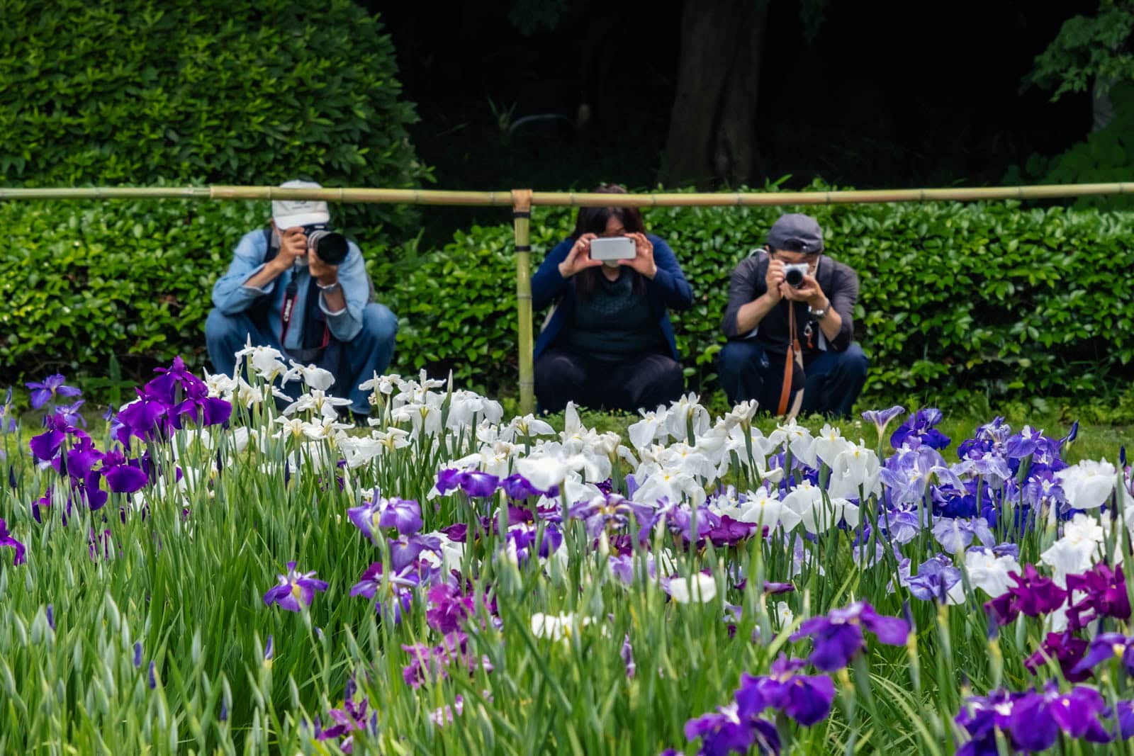 Photographers taking pictures of Japanese irises at Ninomaru garden with green hedges in the background.