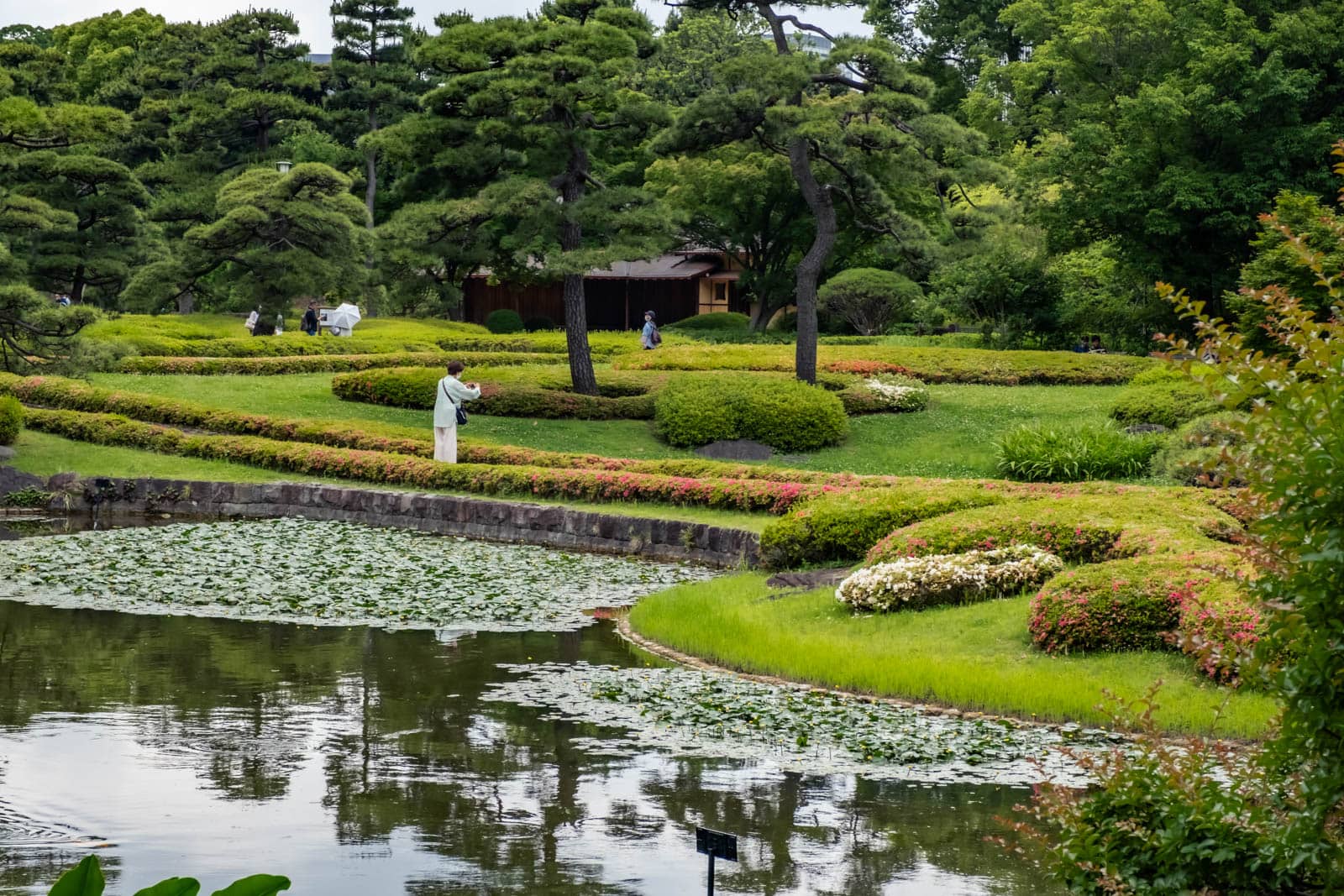 Woman taking photos near a lily pad pond, pine trees, and azalea bushes at the Imperial Palace East Gardens.