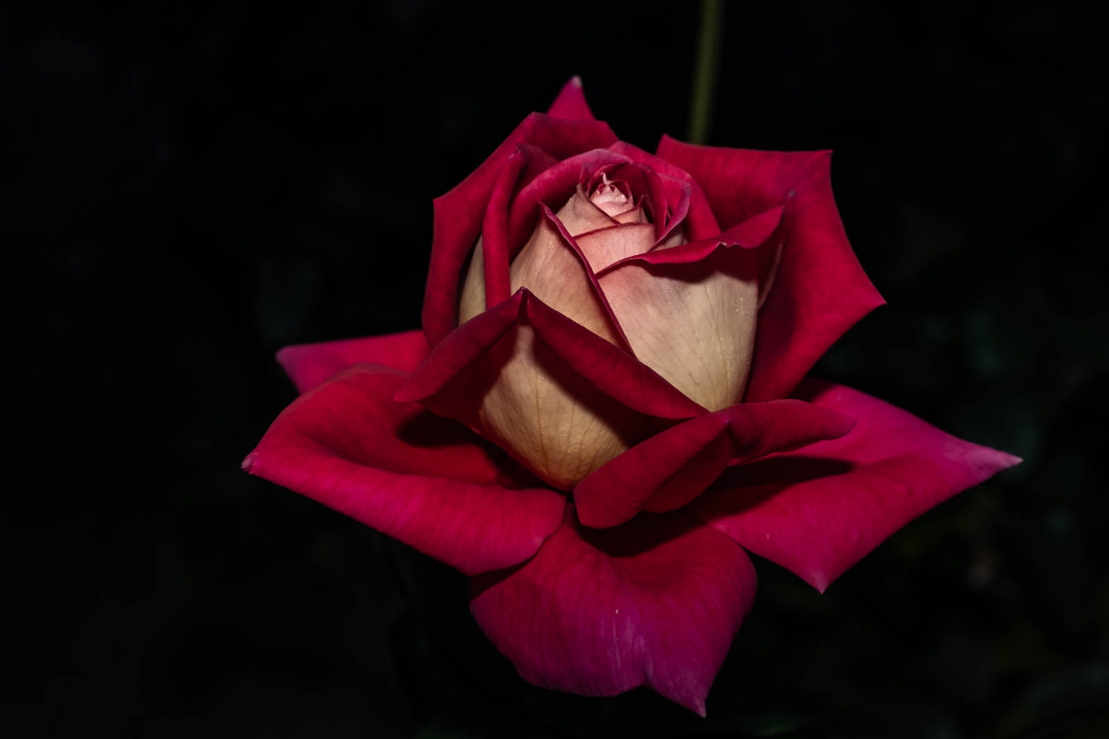 HSS photography featuring a Kronenbourg rose blossom with red and cream petals against a dark background.