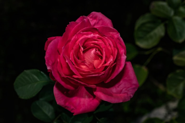 A Maria Callas rose blossom with pink petals, surrounded by dark green leaves at Jindai Botanical Gardens.