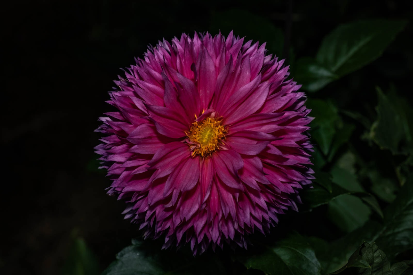 HSS photography featuring a Mas Michal dahlia flower with purple petals and a yellow center against a dark background.