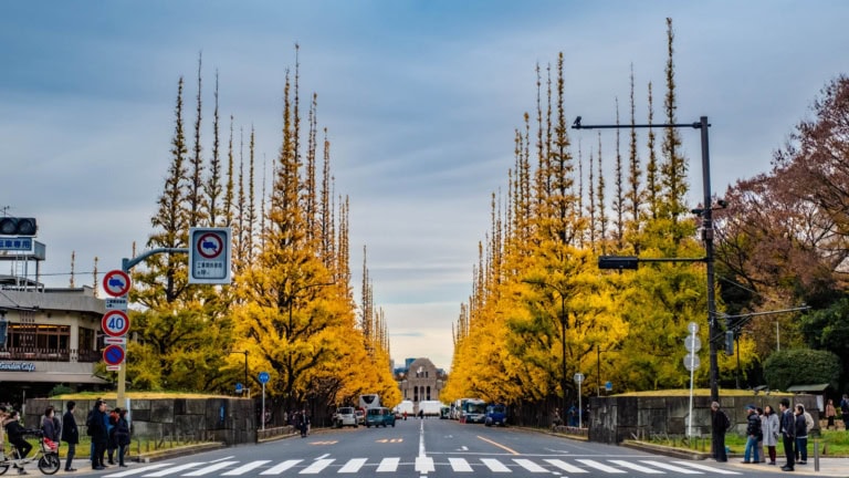 Two rows of ginkgo trees line a Tokyo street, forming a golden tunnel toward the Meiji Jingu Gaien Ginkgo Avenue under a blue sky.
