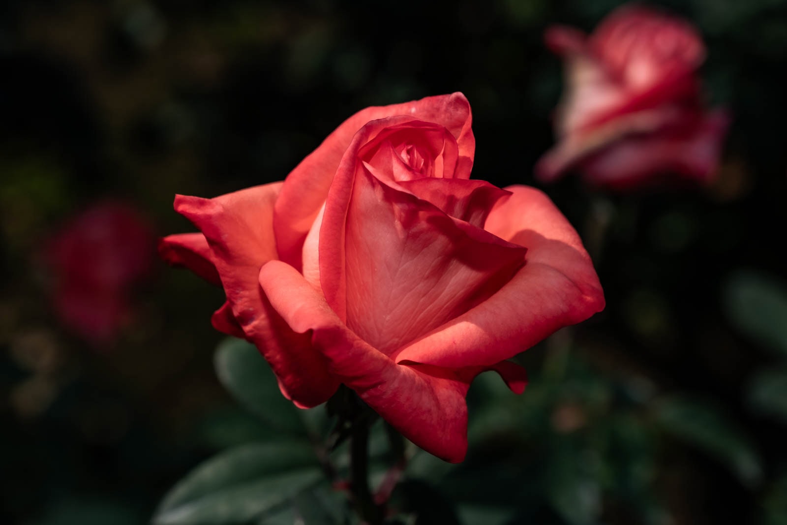HSS photography featuring a Montparnasse rose blossom with coral-pink petals against a dark background.