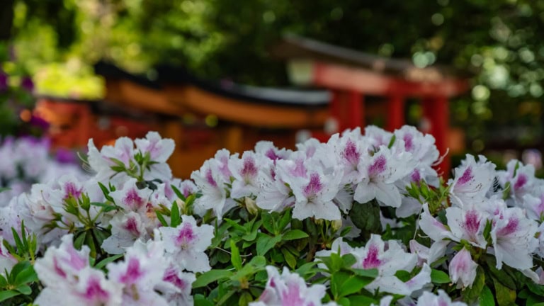 White and purple azalea blossoms in focus with red torii gates in the background at the Nezu Shrine Azalea Festival.