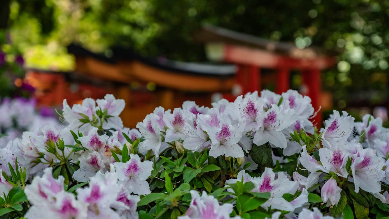 White and purple azalea blossoms in focus with red torii gates in the background at the Nezu Shrine Azalea Festival.