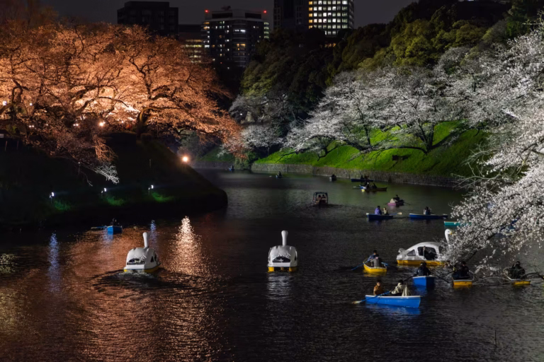 Chidorigafuchi cherry blossoms at night over a moat with rowboats and swan paddle boats.