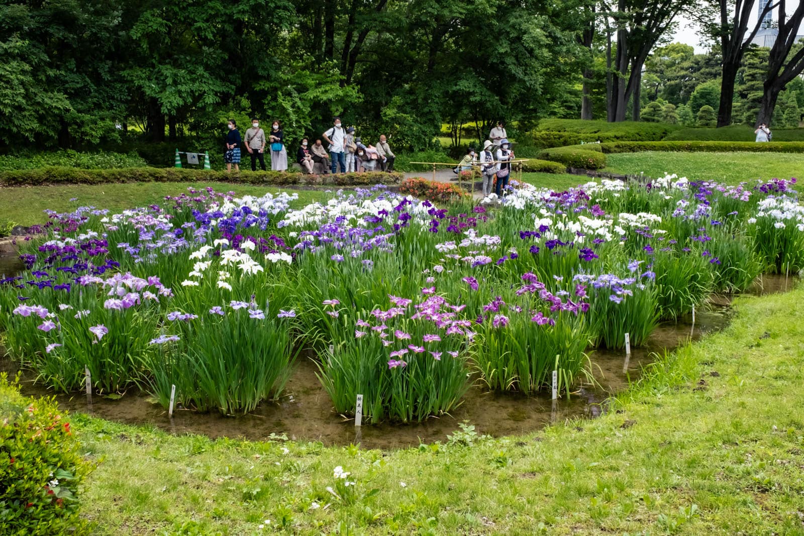 Visitors viewing purple and white Japanese irises in a field at Ninomaru garden in the Imperial Palace East Gardens.