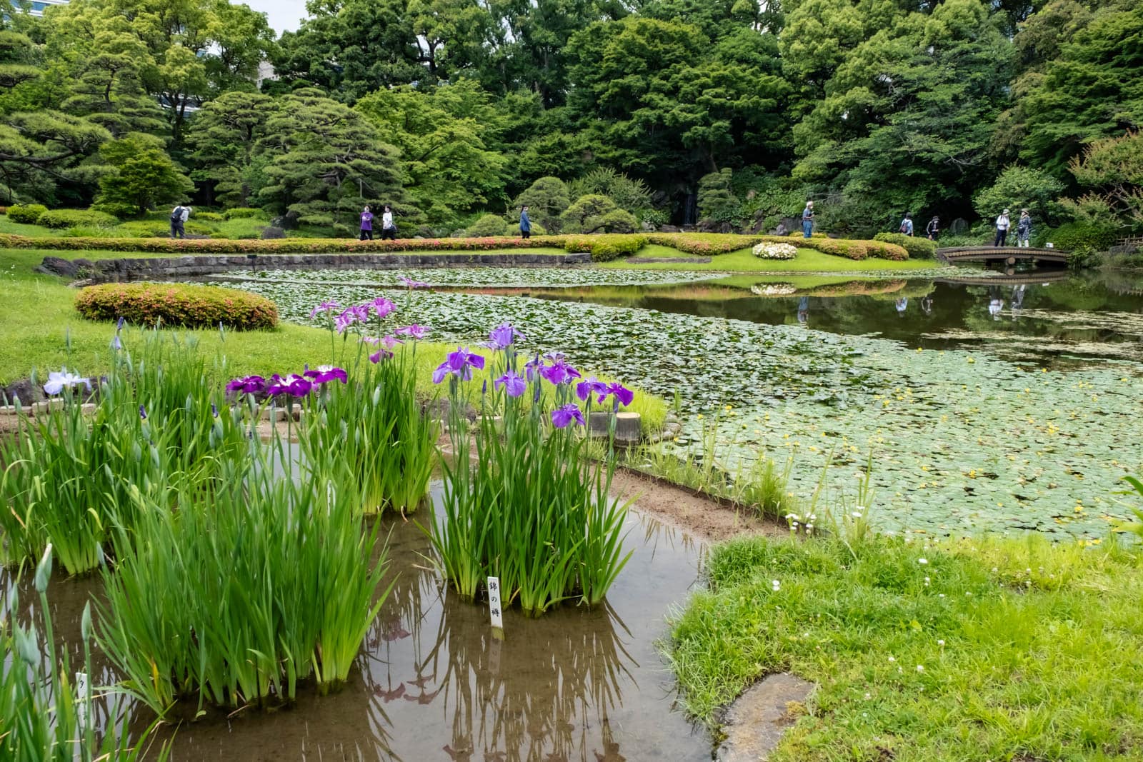 Purple Japanese irises blooming by a pond at Ninomaru garden in the Imperial Palace East Gardens, with a small bridge and lush trees in the background.
