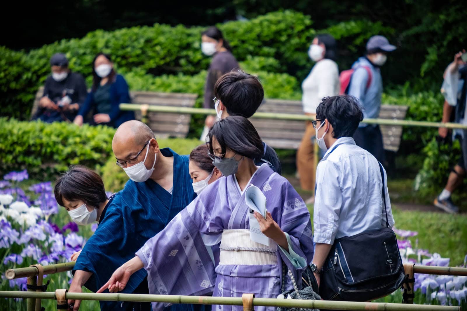 Visitors in kimonos viewing Japanese irises at Ninomaru garden in the Imperial Palace East Gardens.