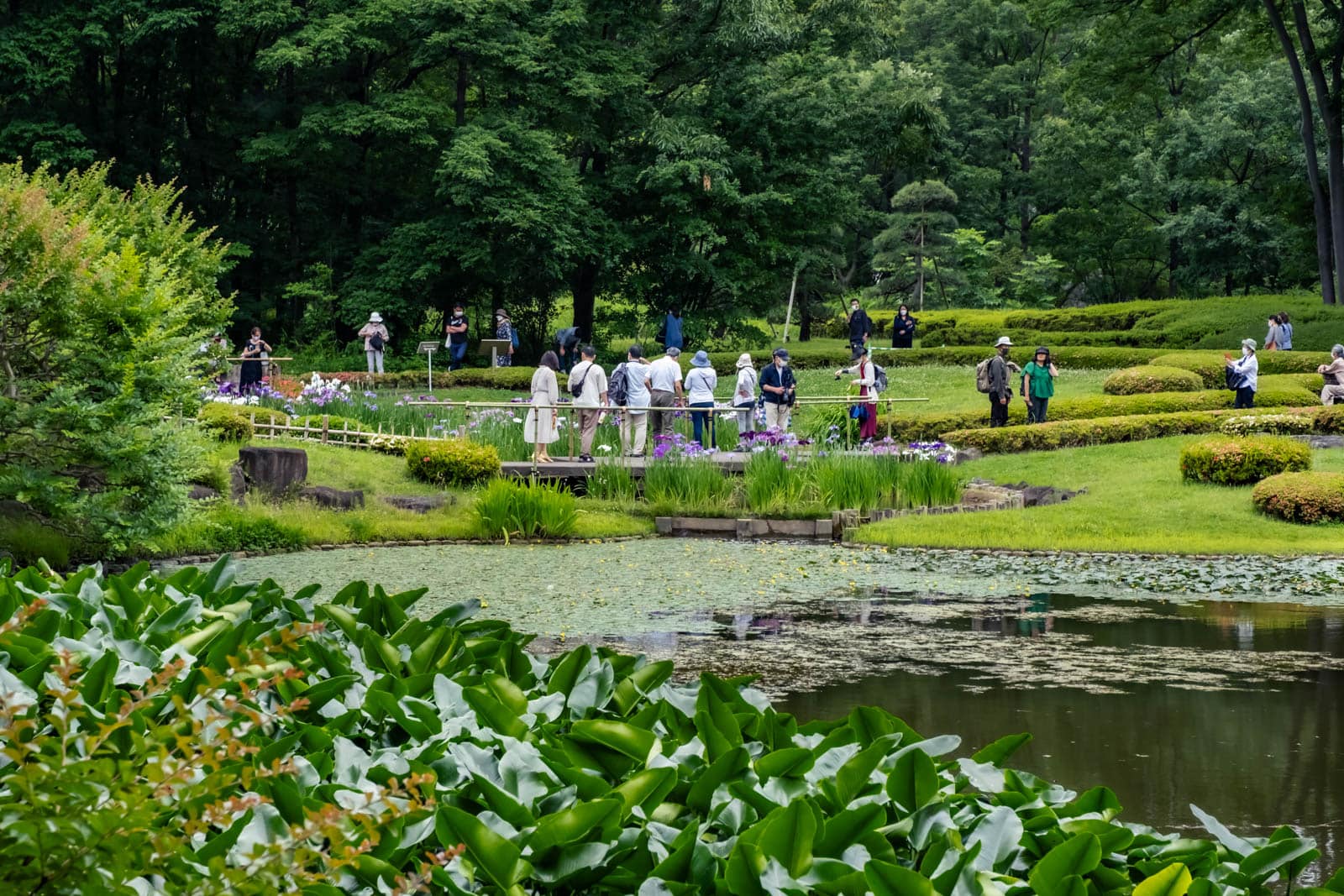 Visitors walking by a pond and Japanese irises at Ninomaru garden in the Imperial Palace East Gardens.