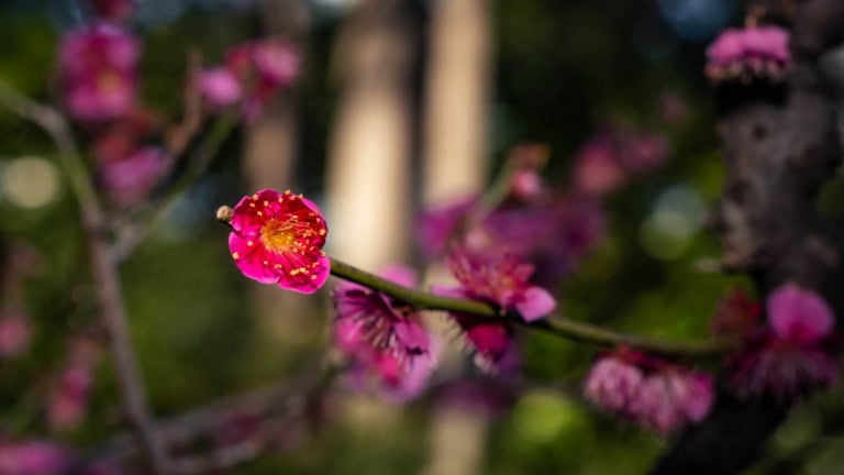 Close-up of a bright pink blossom on a slender branch at Koishikawa Korakuen Plum Blossoms 2023.