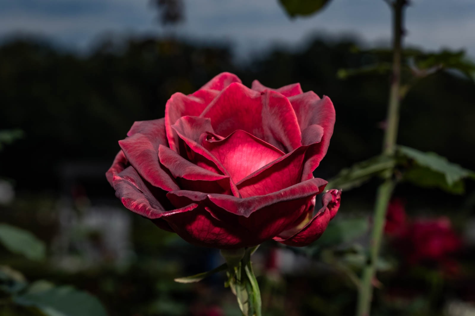 HSS photography featuring a Queen of Jindai rose blossom with dark red petals against a dark background.